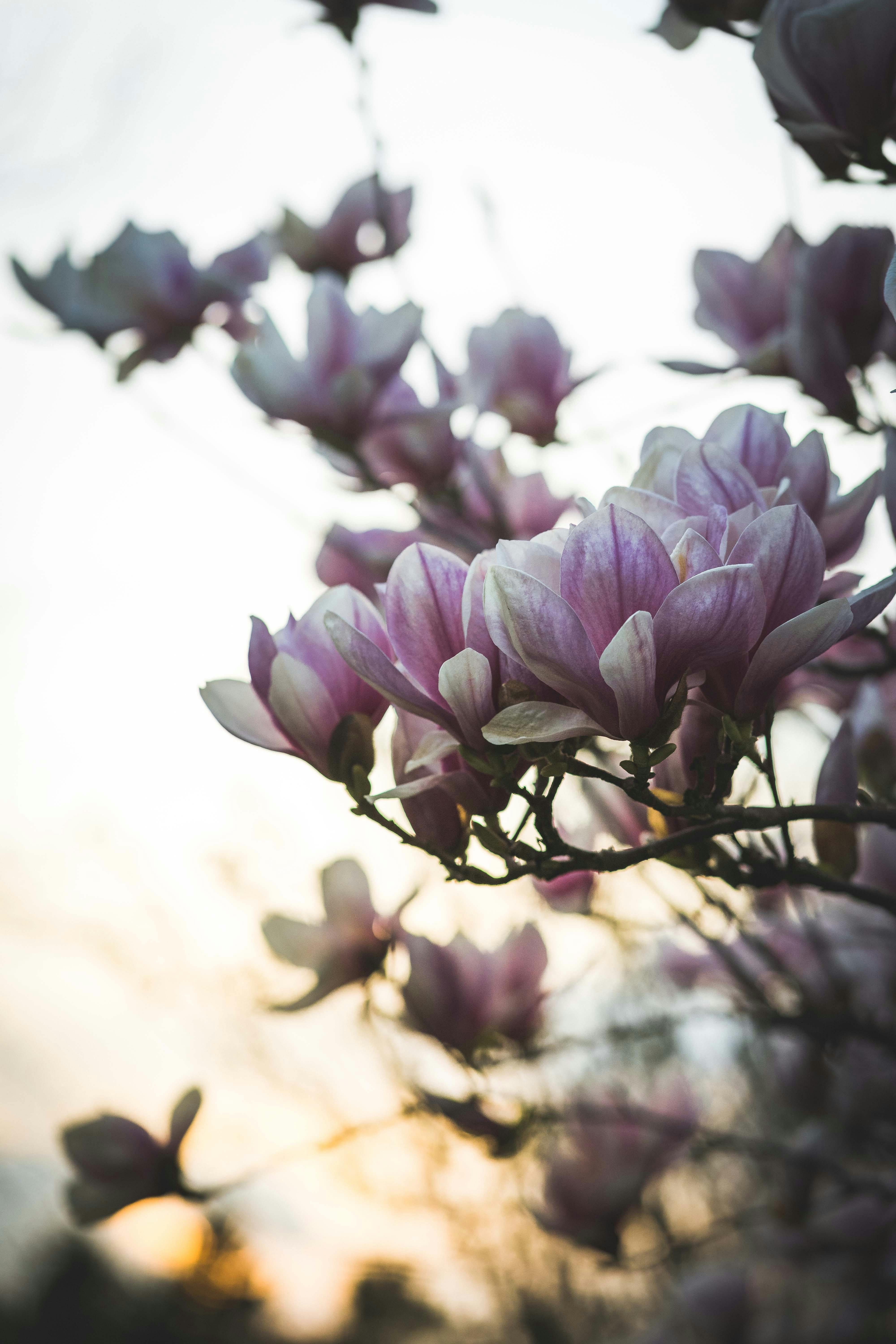 日落时分，木兰花开，景色宁静
