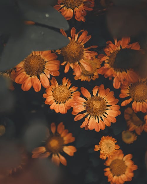 Free Orange Flowers Stock Photo