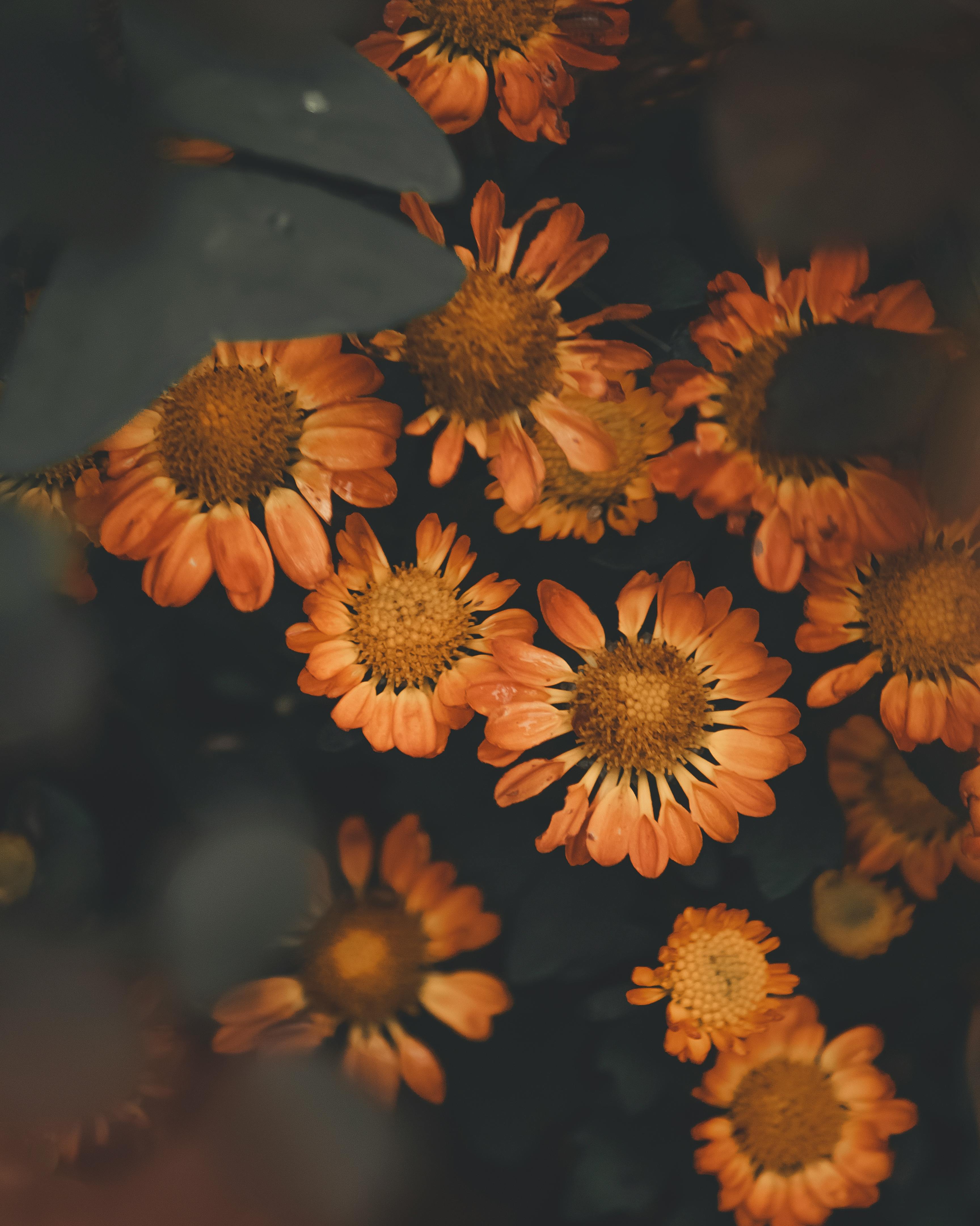 Orange Flowers · Free Stock Photo