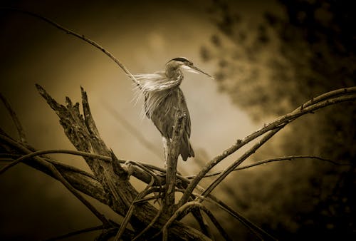 Free stock photo of bird, heron