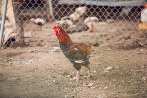 Orange and Black Rooster