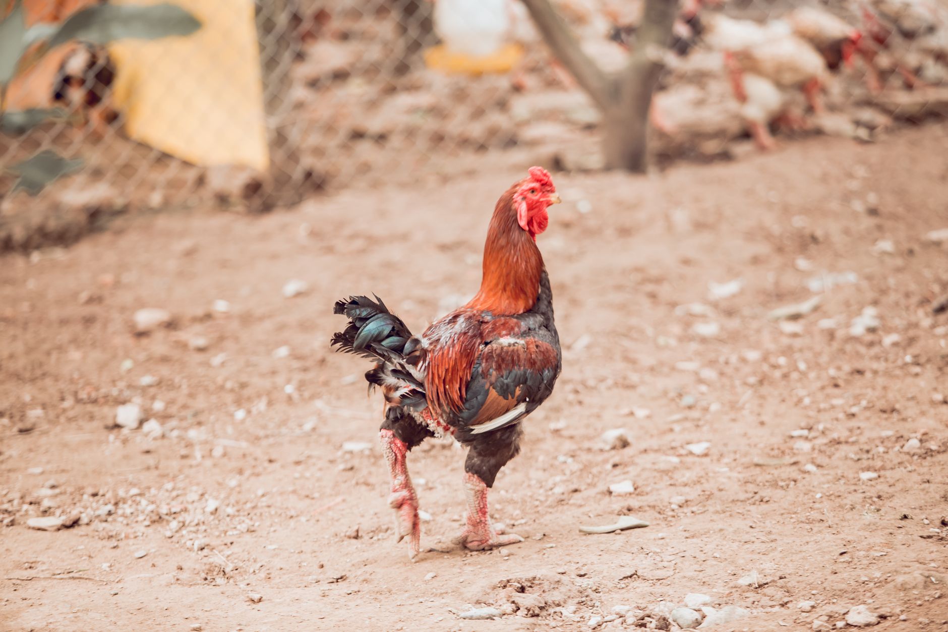 A colorful rooster struts on a farm, showcasing vibrant plumage.