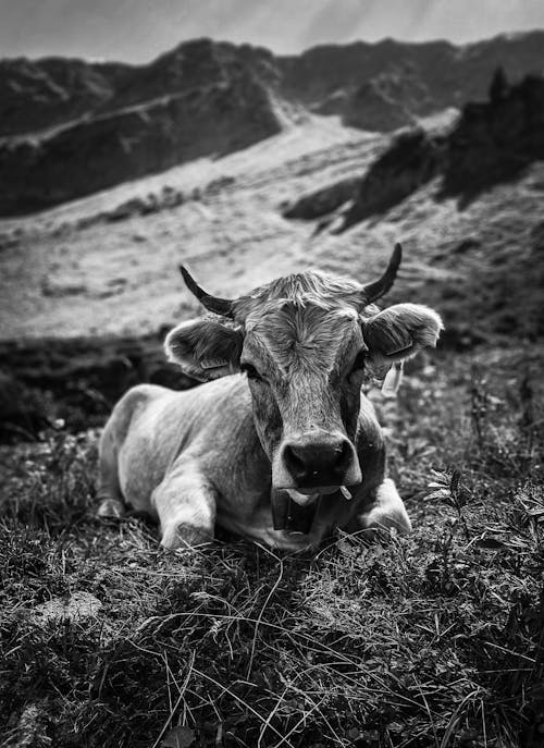 Základová fotografie zdarma na téma býk, farma, hora