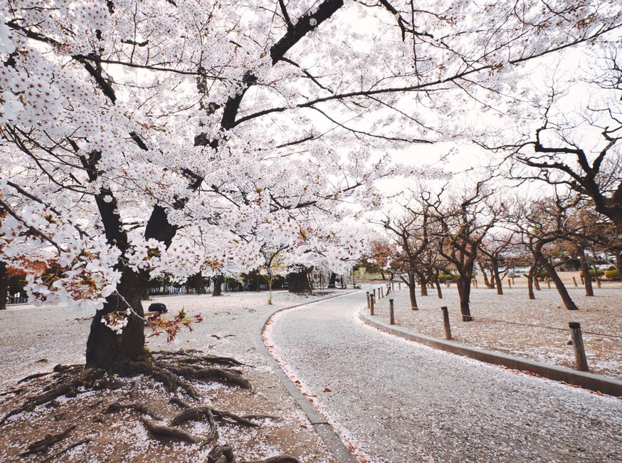 Serene cherry blossom pathway in Nagano, Japan during springtime, showcasing beautiful sakura trees in bloom.