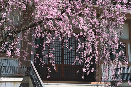 Fotobanka s bezplatnými fotkami na tému flóra, Japonsko, kvet ovocného stromu