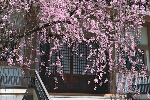 Flores Cor De Rosa