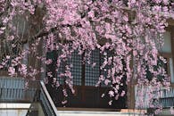 日本长野的一座传统建筑前，美丽的粉色樱花正盛开