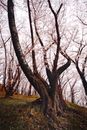 日本长野盛开的樱花树，展现了大自然春天的美丽