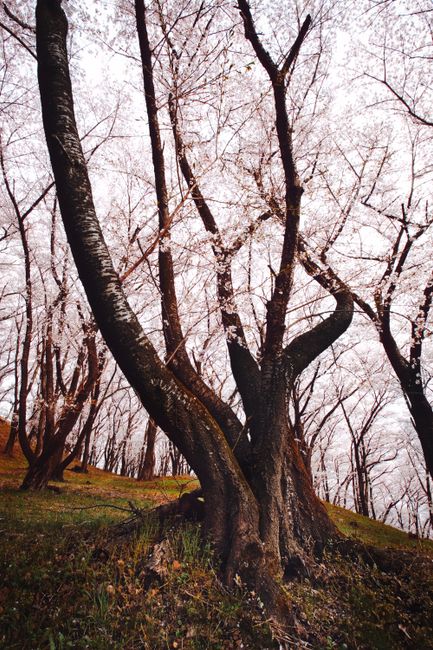 Tranquil cherry blossom trees in full bloom at Nagano, Japan, capturing nature's spring beauty.