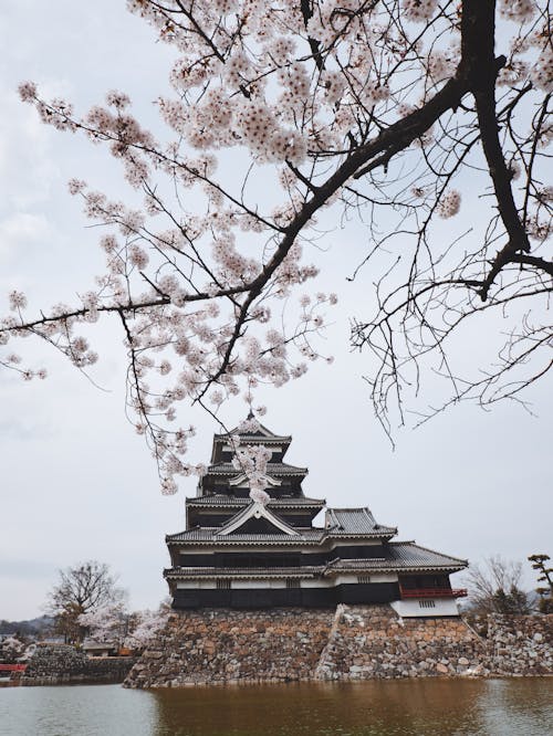 Безкоштовне стокове фото на тему «nagano, архітектура, вишневий цвіт»