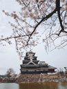 春天樱花环绕的松本城风景