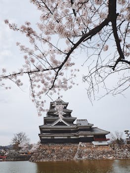 春天樱花环绕的松本城风景