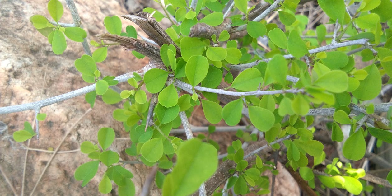 Cabo Óptico CFOA