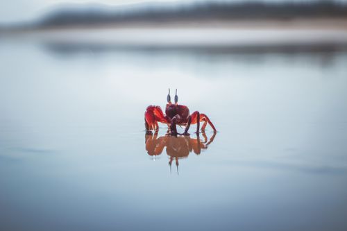 Free Close-up of a red crab at the seashore reflecting in calm water. Stock Photo