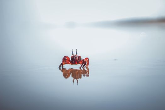 Red crab standing on water creating a smooth reflection beneath a clear sky.