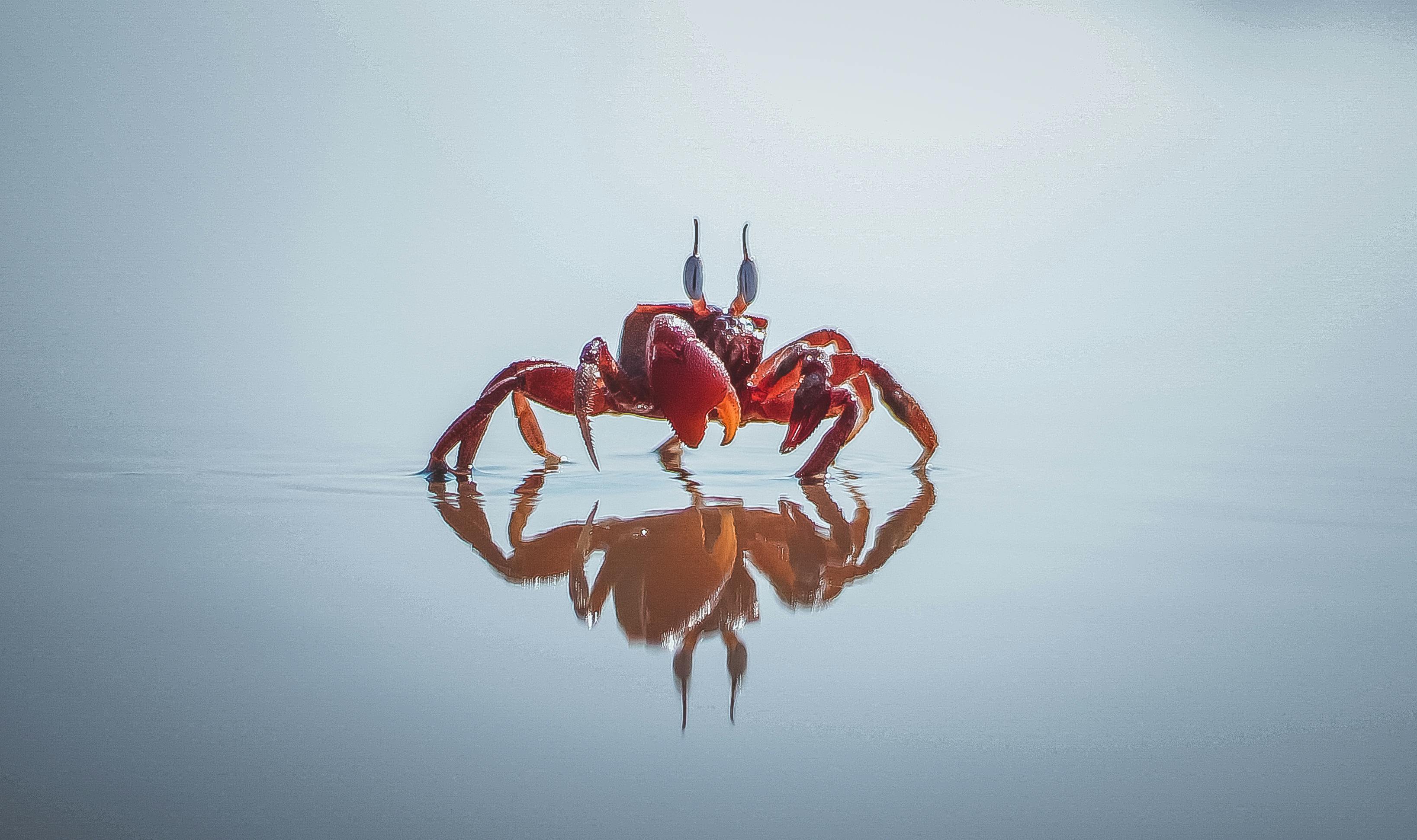 HD crab wallpapers  Peakpx