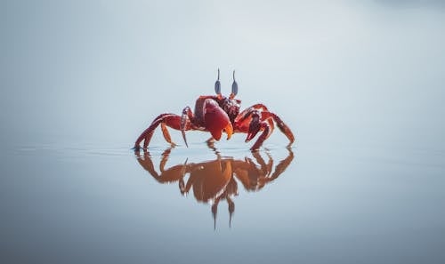 Kostnadsfri bild av djur, krabba, närbild