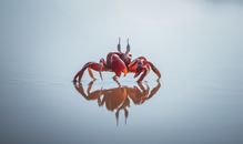 充满活力的红蟹在水面上的特写镜头，展现出完美的倒影