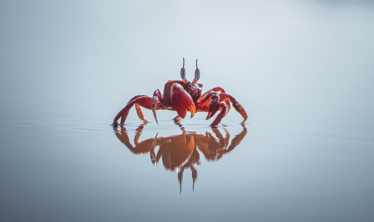 Free Red Crab  Stock Photo