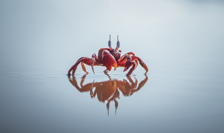 Red Crab 