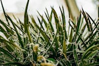 尼泊尔加德满都花园里一株龙舌兰植物的活力特写