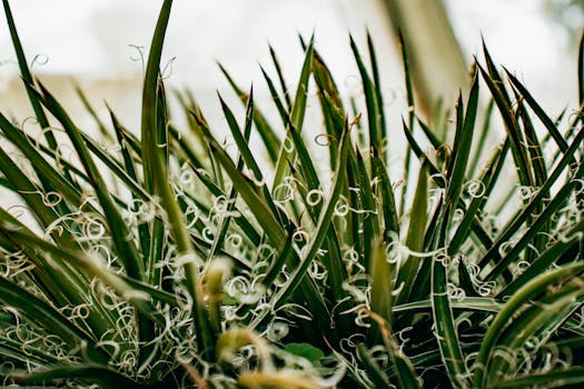 Detailed close-up of a vibrant Agave plant in a garden in Kathmandu, Nepal.