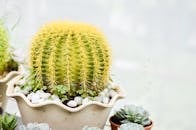 一个华丽的锅里，放着金桶仙人掌的特写镜头，里面还有多肉植物