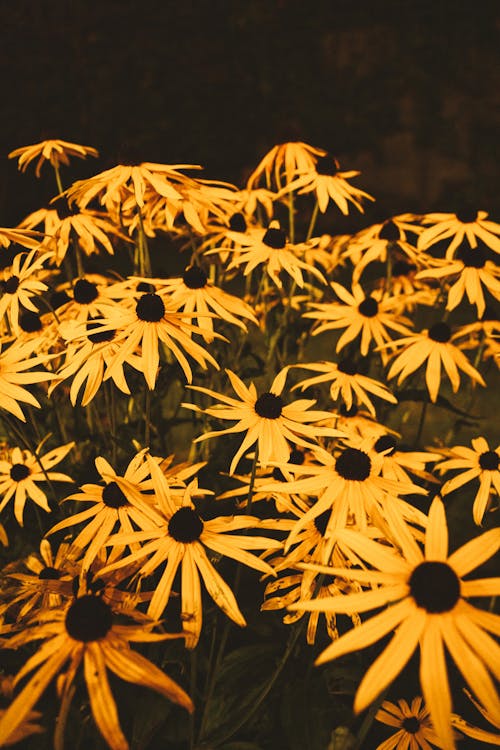 Безкоштовне стокове фото на тему «coneflowers, багаторічна рослина, барвистий»