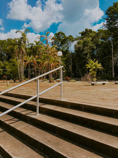 Free stock photo of ladder, tree Stock Photo