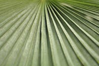 蕨类植物叶子的细节图展示了其复杂的绿色纹理