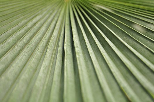 蕨类植物叶子的细节图展示了其复杂的绿色纹理