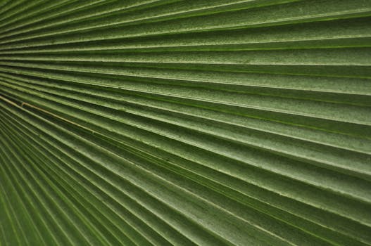 Detailed close-up of a green palm leaf showcasing its textured fronds and vibrant color.