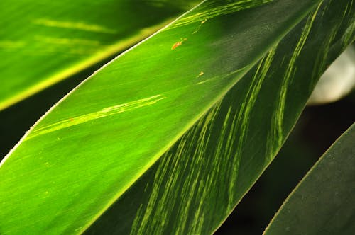 Plante à Feuilles Vertes