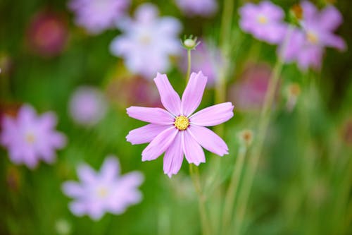 Purple Flower in Tilt Shift Lens