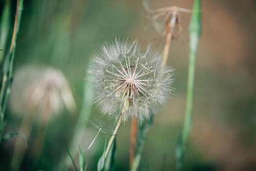 Close Up of Dandelion