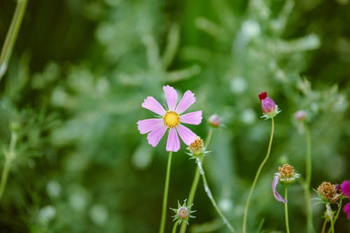 Foto profissional grátis de delicado, flor, flor lilás