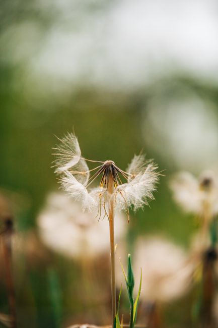 Detailed close-up of a dandelion seeding outdoors. Ideal for nature themes.