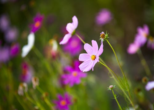 Ingyenes stockfotó finom, frissesség, lila virág témában Stockfotó
