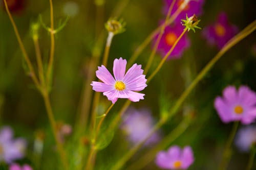 Purple Flower in Tilt Shift Lens