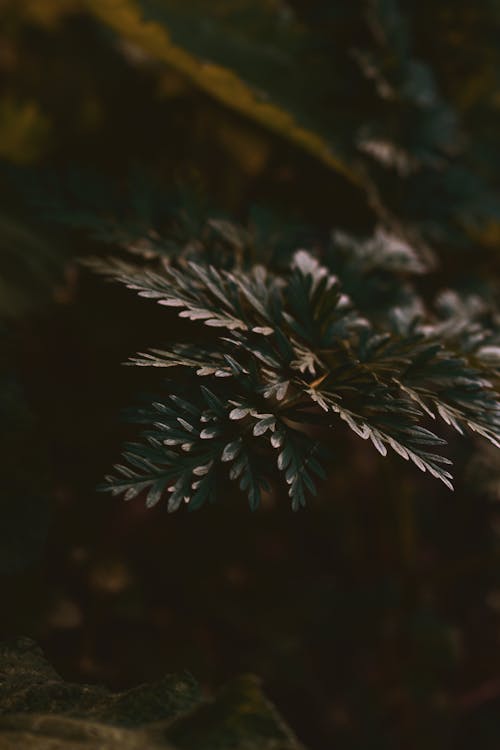 Close-up Photo Of Green Leaf