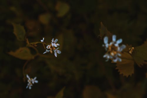 White Petaled Flowers