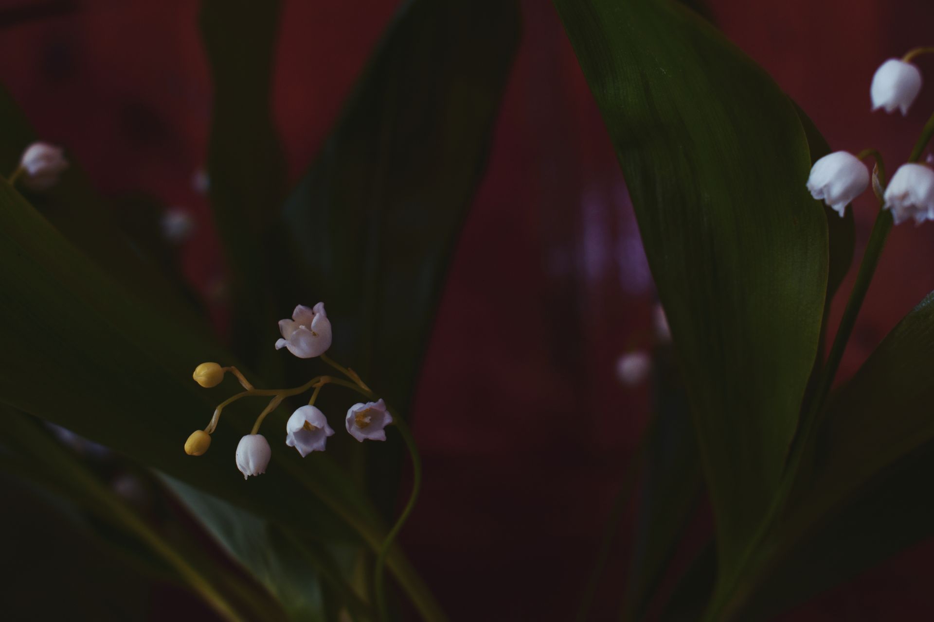 Close-up of lily of the valley flowers with dark green leaves in a moody atmosphere.