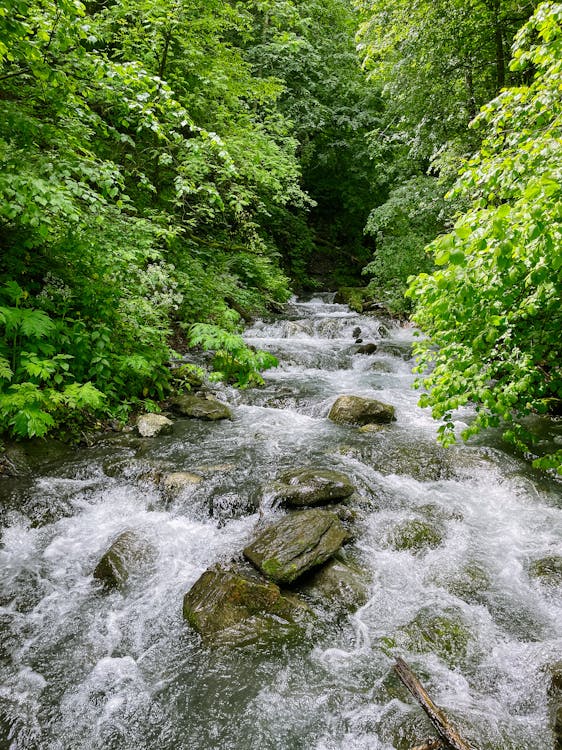 A stream running through a forest with rocks and trees