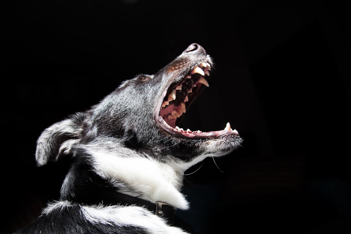 Adult Black and White American Pit Bull Terrier Close-up Photography