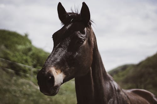 Free Black Horse Stock Photo