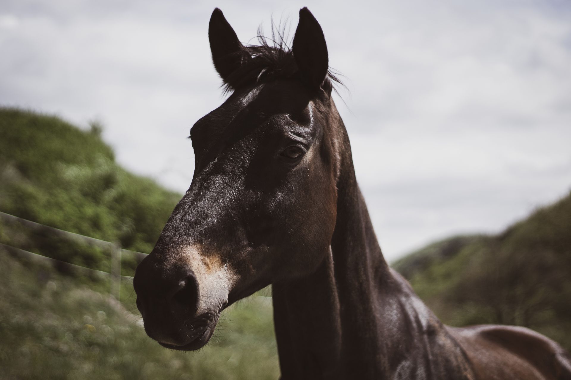 Black Horse