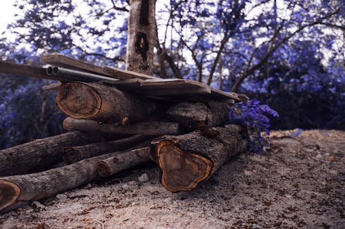 Journaux D'arbre Brun