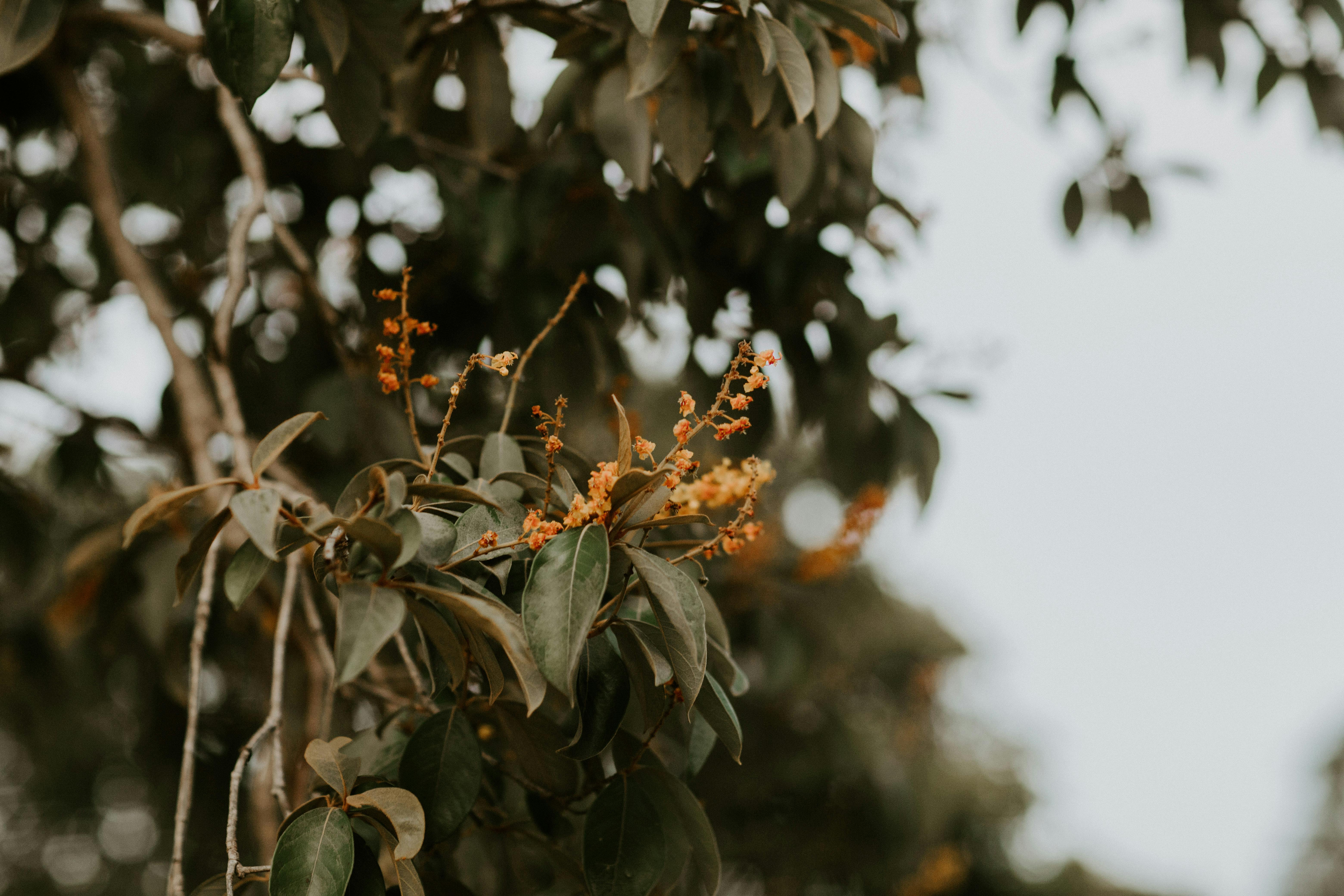 Orange Flowers · Free Stock Photo