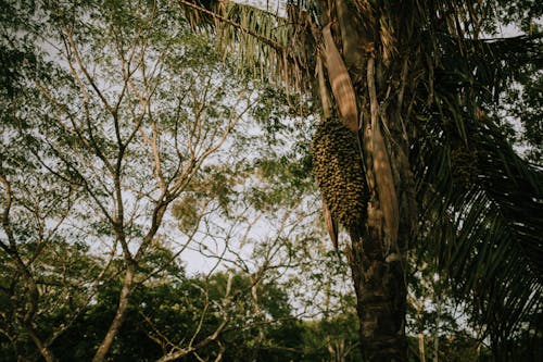 Árboles De Hoja Verde