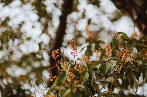 Free Nature close-up of delicate blossoms on a tree branch with a blurred bokeh background. Stock Photo